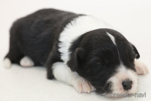 成約済の神奈川県のボーダーコリー-377303の7枚目